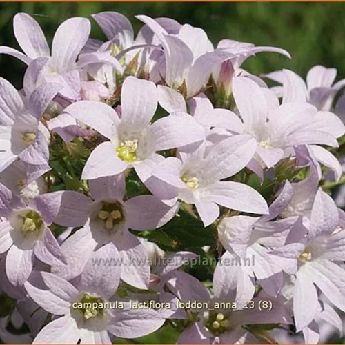 Campanula lactiflora 'Loddon Anna'