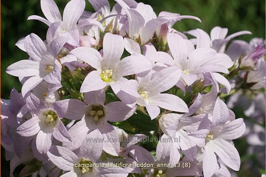 Campanula lactiflora 'Loddon Anna'