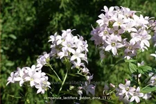 Campanula lactiflora 'Loddon Anna'