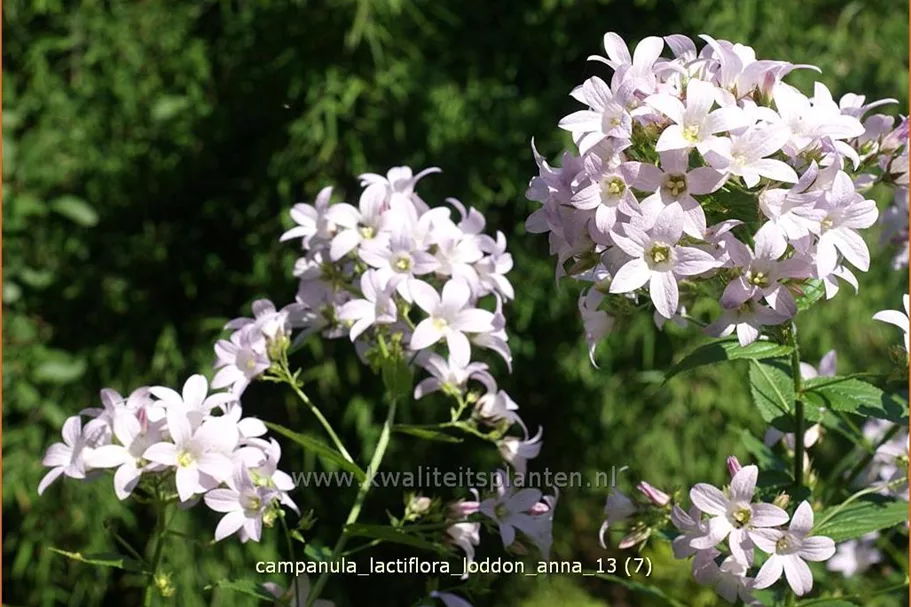 Campanula lactiflora 'Loddon Anna'