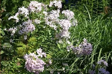 Campanula lactiflora 'Loddon Anna'