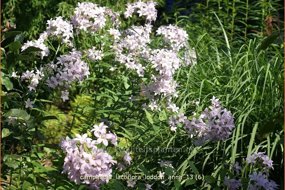 Campanula lactiflora 'Loddon Anna'
