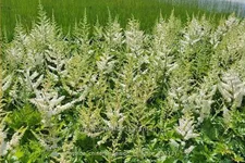 Astilbe chinensis 'Vision in White'