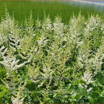 Astilbe chinensis 'Vision in White'