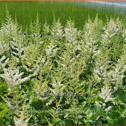Astilbe chinensis 'Vision in White'
