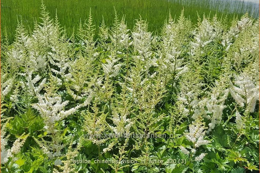 Astilbe chinensis 'Vision in White'