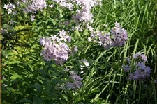 Campanula lactiflora 'Loddon Anna'