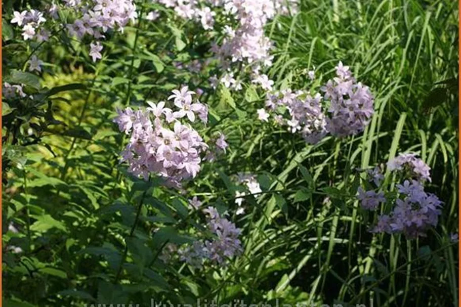 Campanula lactiflora 'Loddon Anna'