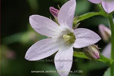 Campanula lactiflora 'Loddon Anna'
