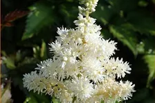 Astilbe chinensis 'Vision in White'