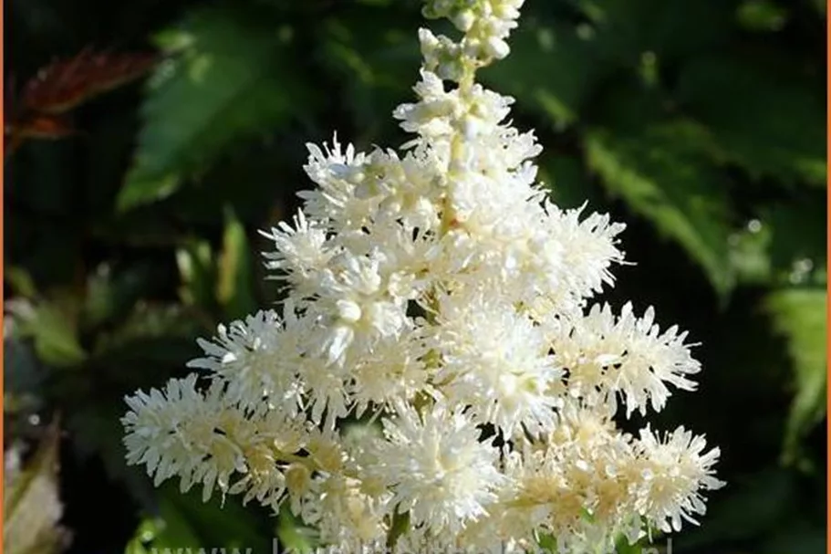 Astilbe chinensis 'Vision in White'