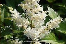 Astilbe chinensis 'Vision in White'