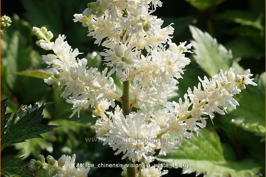 Astilbe chinensis 'Vision in White'