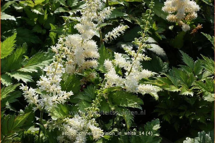 Astilbe chinensis 'Vision in White'