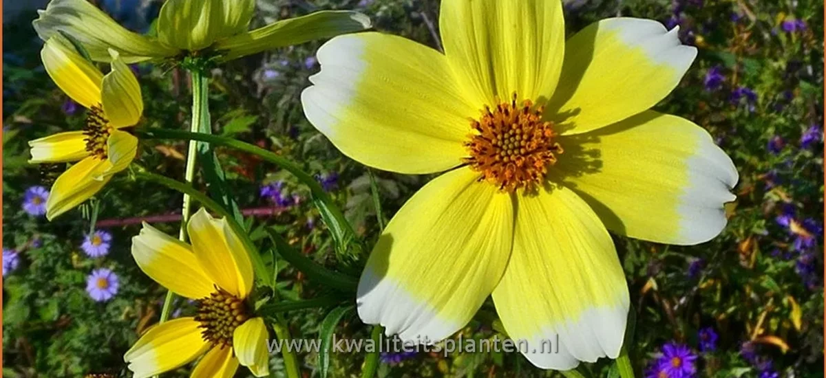 Bidens aurea 'Hannay's Lemon Drop'