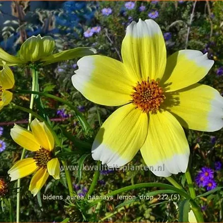 Bidens aurea 'Hannay's Lemon Drop'