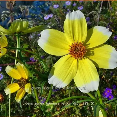 Bidens aurea 'Hannay's Lemon Drop'
