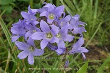 Campanula lactiflora 'Prichard´s Variety'