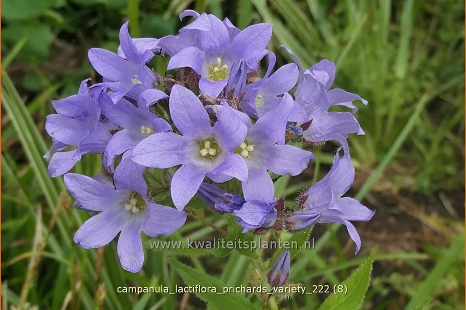 Campanula lactiflora 'Prichard´s Variety'