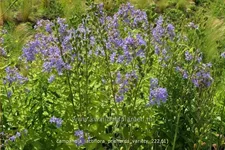 Campanula lactiflora 'Prichard´s Variety'