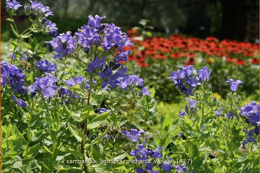 Campanula lactiflora 'Prichard´s Variety'