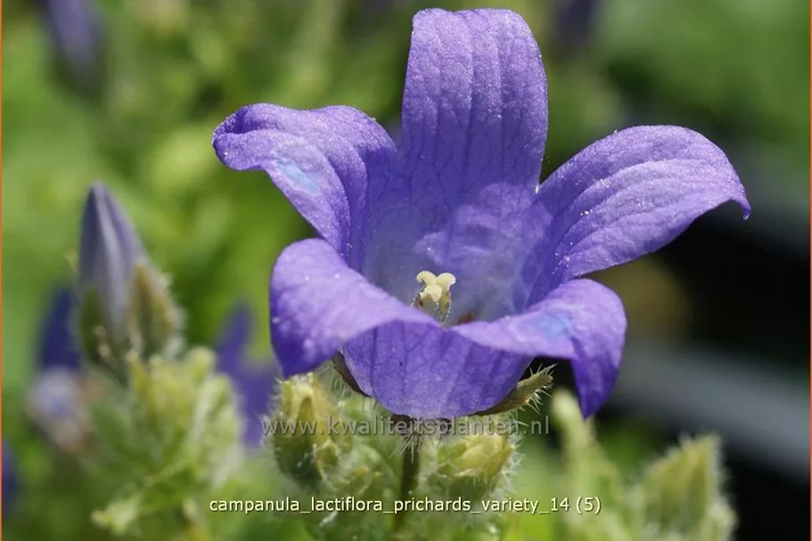 Campanula lactiflora 'Prichard´s Variety'