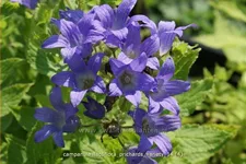 Campanula lactiflora 'Prichard´s Variety'