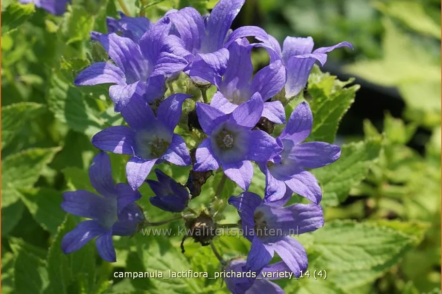 Campanula lactiflora 'Prichard´s Variety'