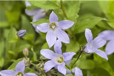Campanula lactiflora 'Prichard´s Variety'