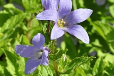 Campanula lactiflora 'Prichard´s Variety'