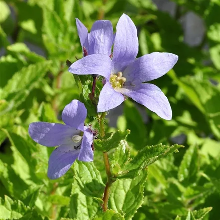 Campanula lactiflora 'Prichard´s Variety'