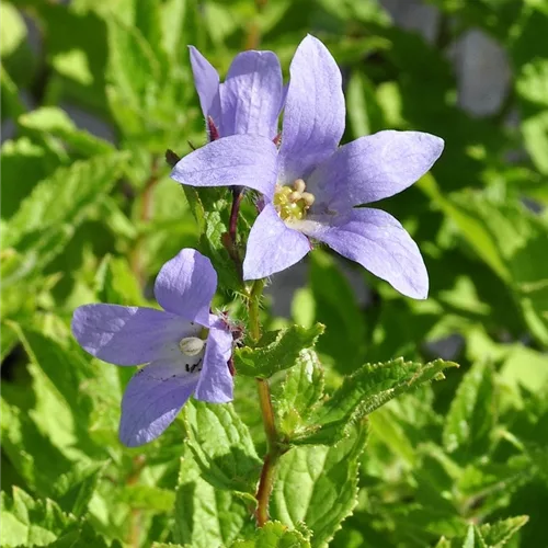 Campanula lactiflora 'Prichard´s Variety'