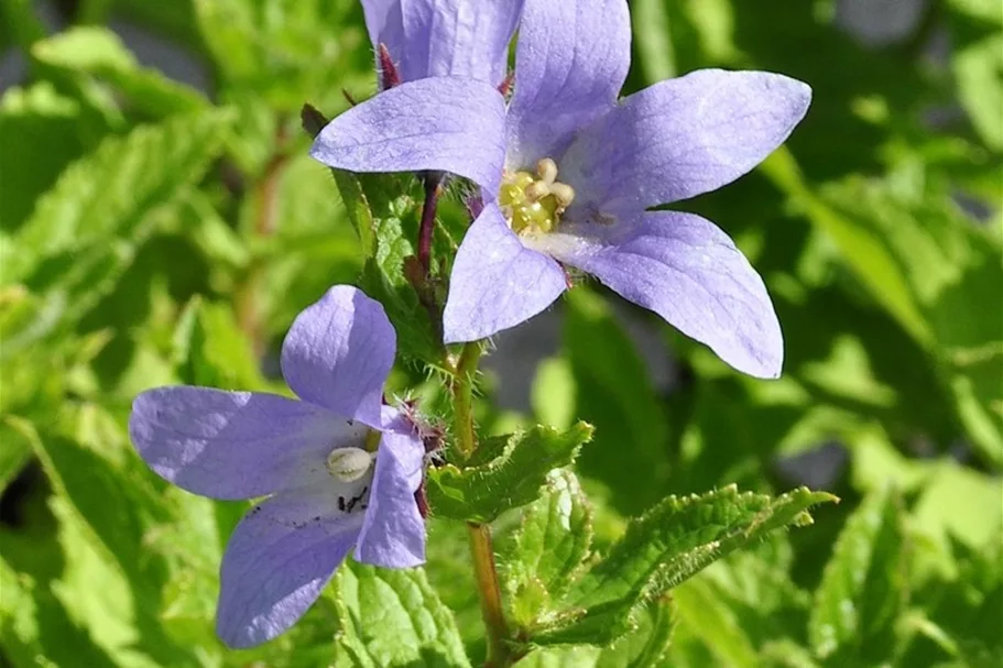 Campanula lactiflora 'Prichard´s Variety'