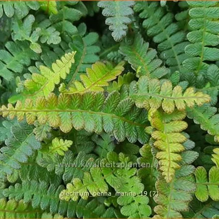 Blechnum penna-marina
