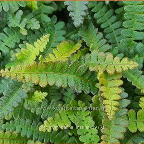 Blechnum penna-marina