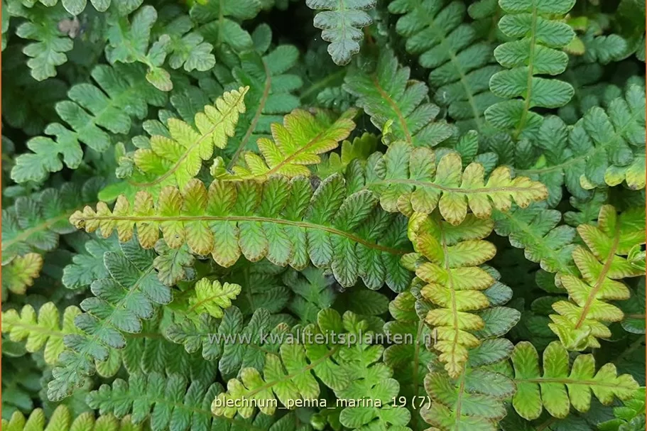Blechnum penna-marina