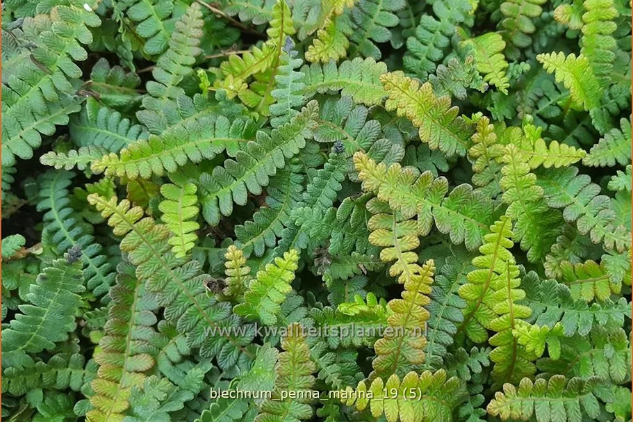 Blechnum penna-marina