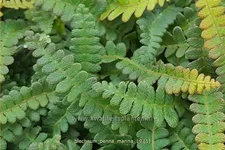 Blechnum penna-marina