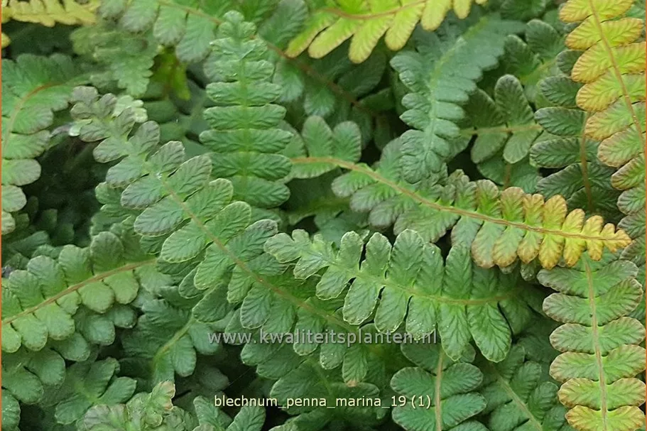 Blechnum penna-marina