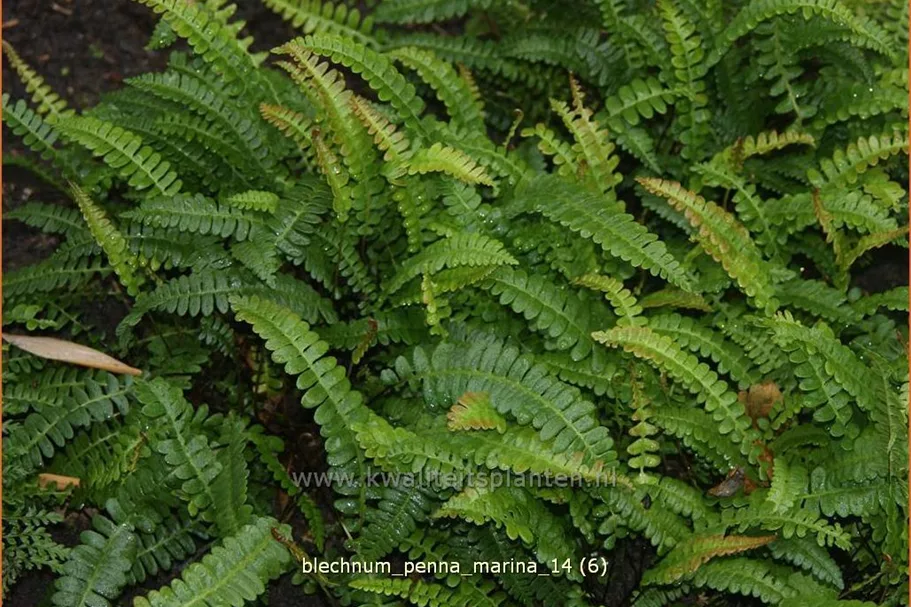 Blechnum penna-marina