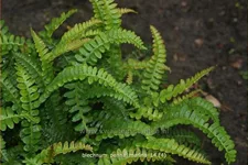 Blechnum penna-marina