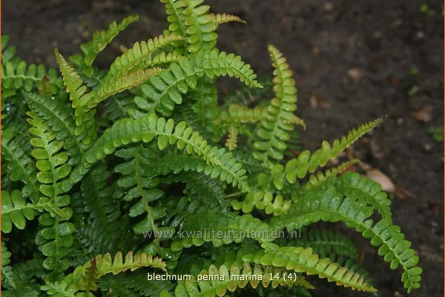 Blechnum penna-marina