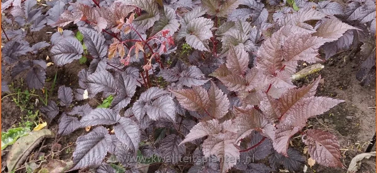 Astilbe thunbergii 'Chocolate Shogun'