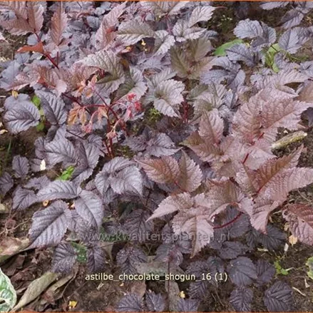 Astilbe thunbergii 'Chocolate Shogun'