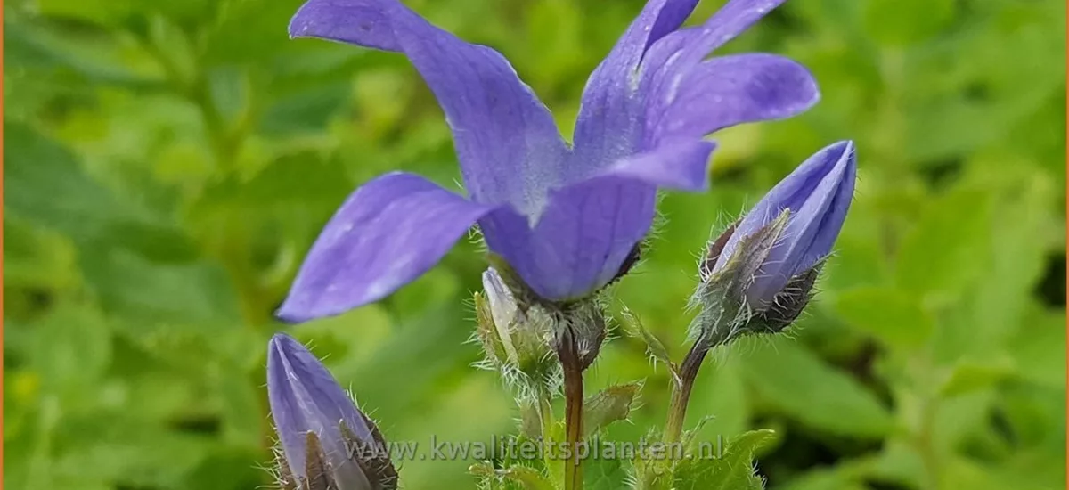 Campanula lactiflora 'Superba'