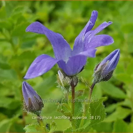 Campanula lactiflora 'Superba'