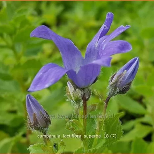 Campanula lactiflora 'Superba'