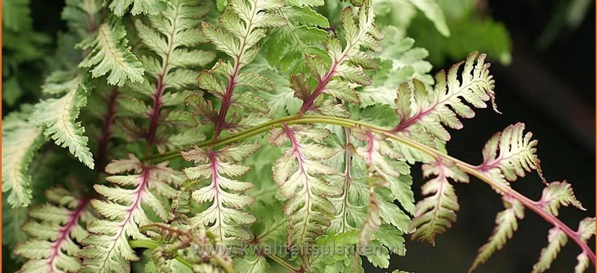 Athyrium niponicum 'Red Beauty'
