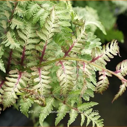 Athyrium niponicum 'Red Beauty'