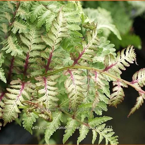 Athyrium niponicum 'Red Beauty'